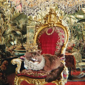 Fundraising Page: Rachel Sienko